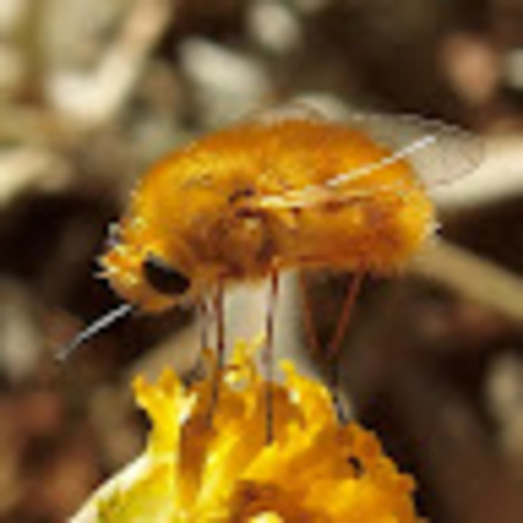 Meet your Posher, Majorie - Picture 1 of 1